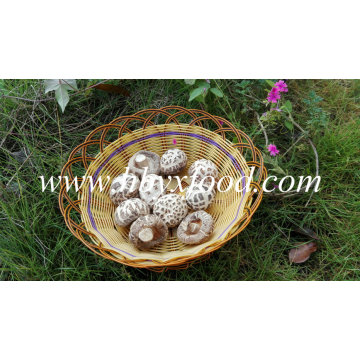 Top Quality Stem Cut Dried Great White Flower Shiitake Mushroom